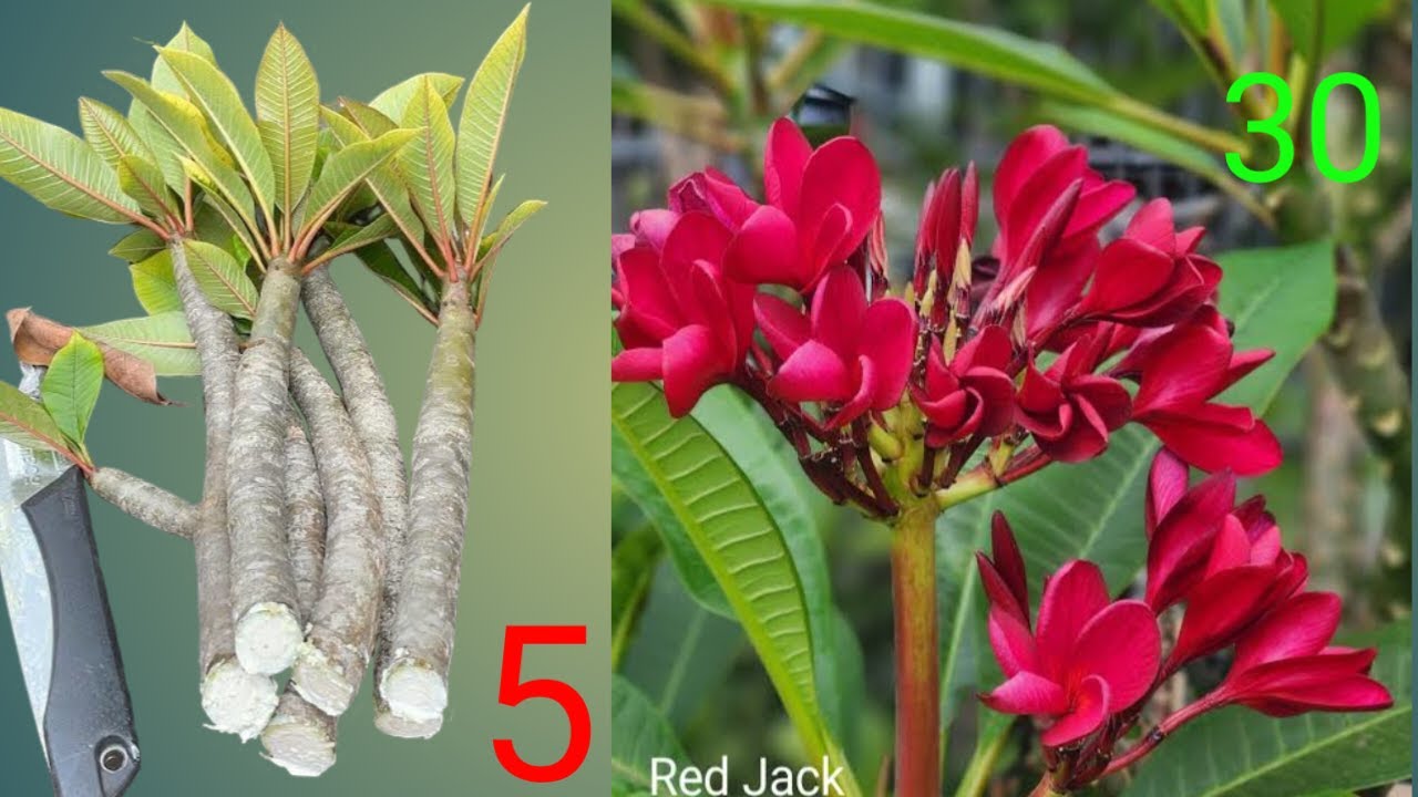 “Plumeria Grafting Secrets: Grow 3 Colors on ONE Plant!”