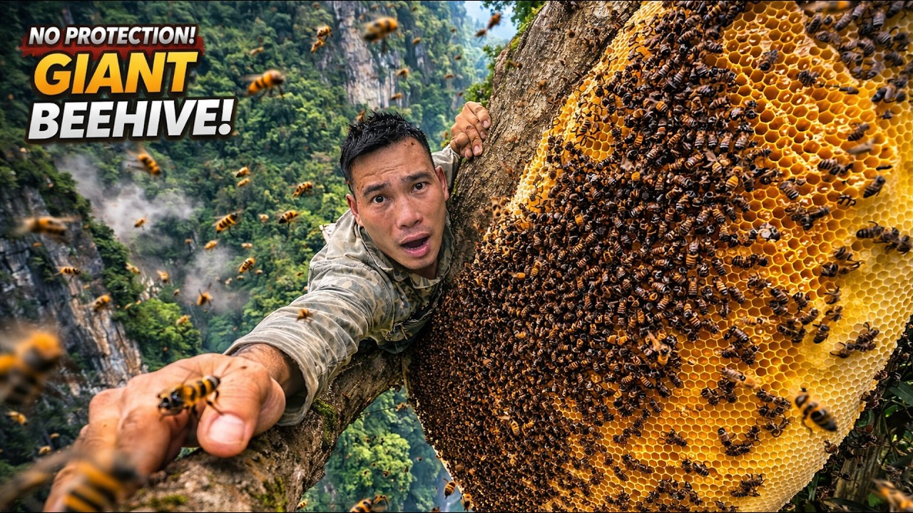 No Protection! Harvesting Honey From a Giant Wild Beehive