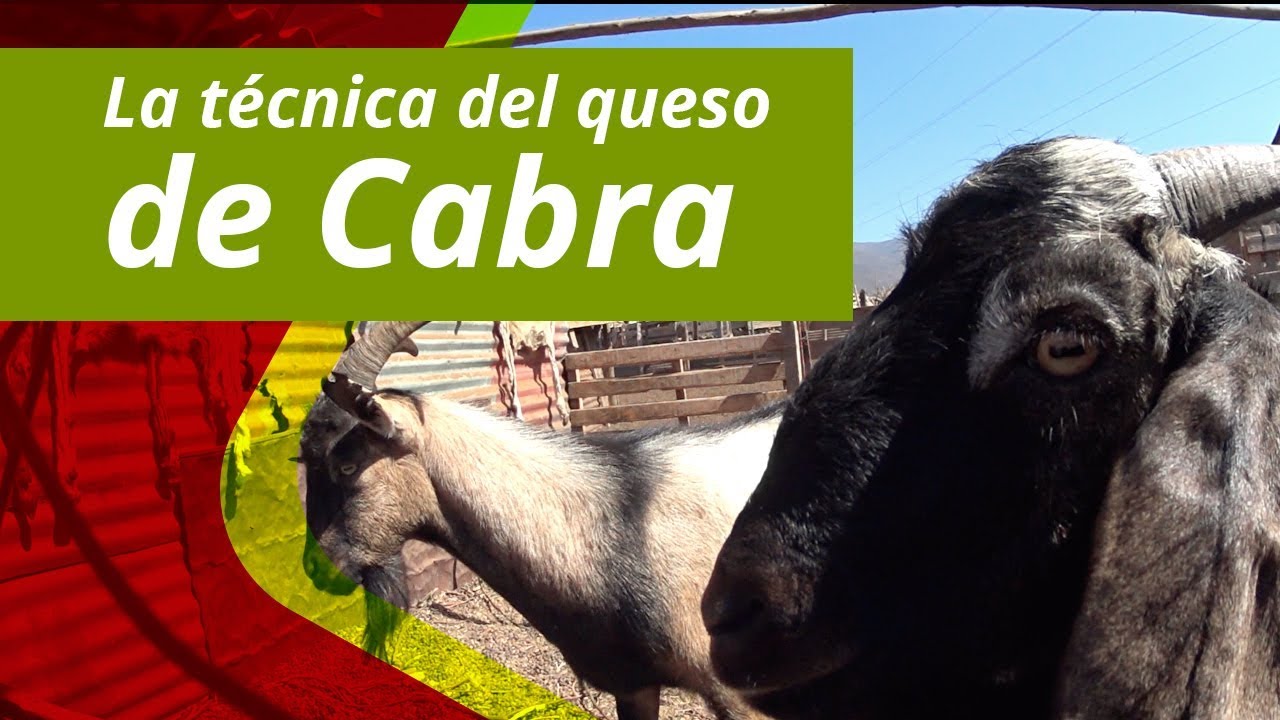 ¿Cómo se hace el queso de cabra?