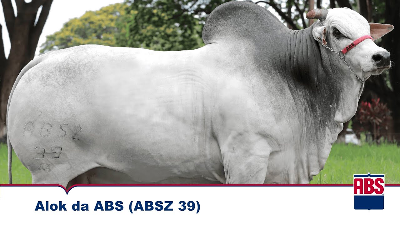 ALOK DA ABS (ABSZ 39) - Touro Nelore ABS