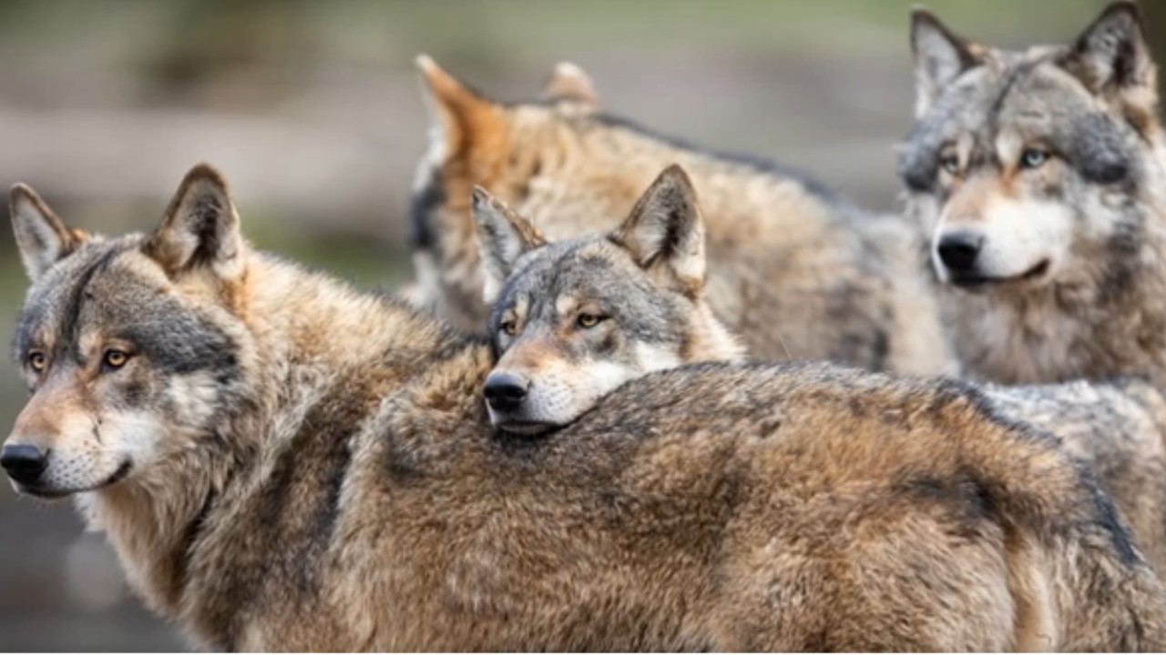 Discover the Secrets of Swans, Wolves & Doves! | Animal Fun Educational for Kids, Teens, & Families