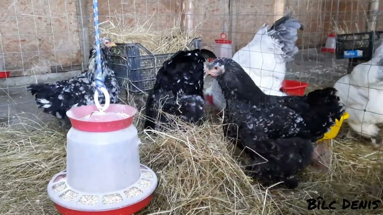 Prezentare găini Brahma Bobat
