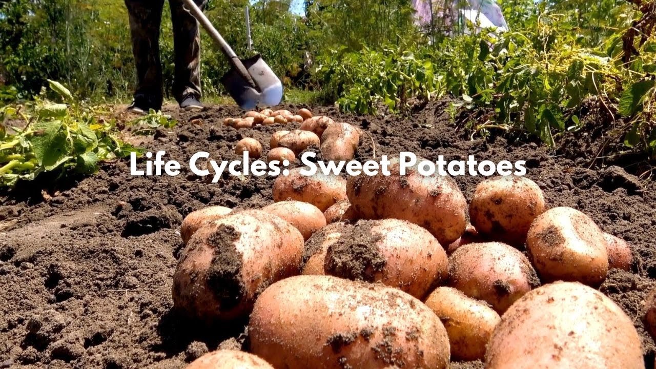 Life Cycle: Sweet Potato | EBLLC, Inc.