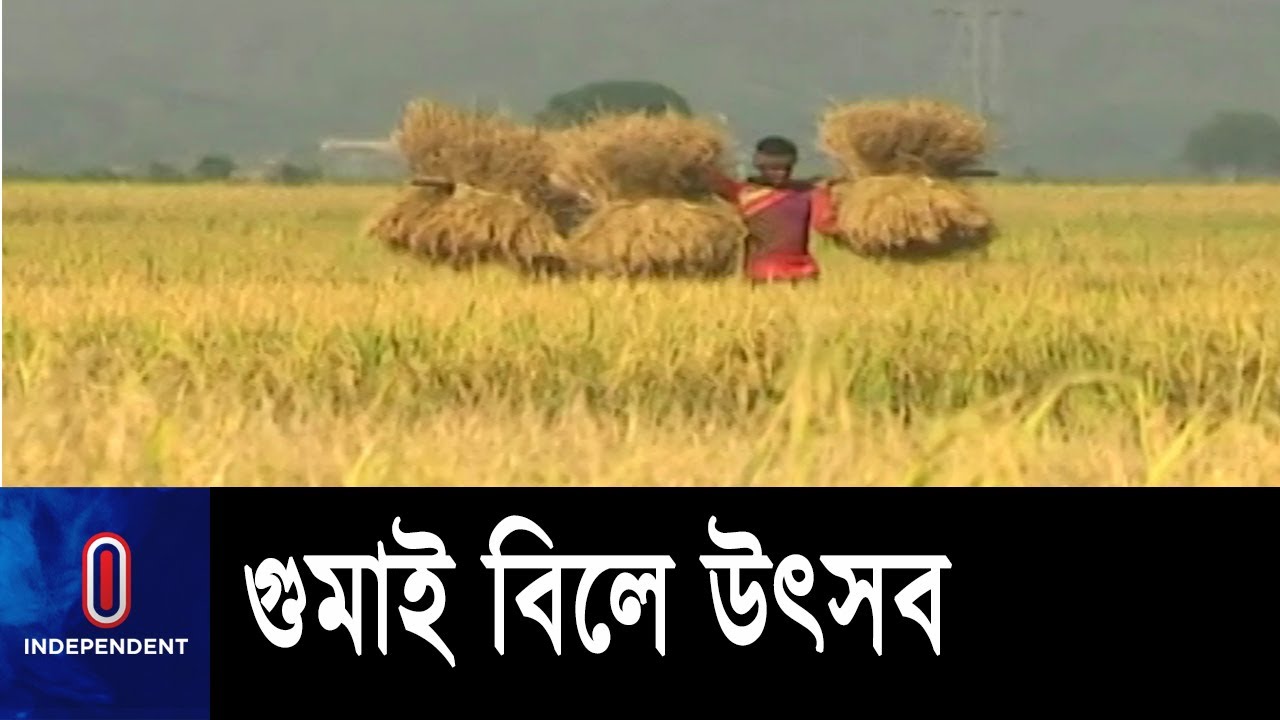 দিগন্ত জোড়া সোনালি আভা, খেত থেকে বাতাসে ভেসে আসছে পাকা ধানের ঘ্রাণ || Gumai Bil