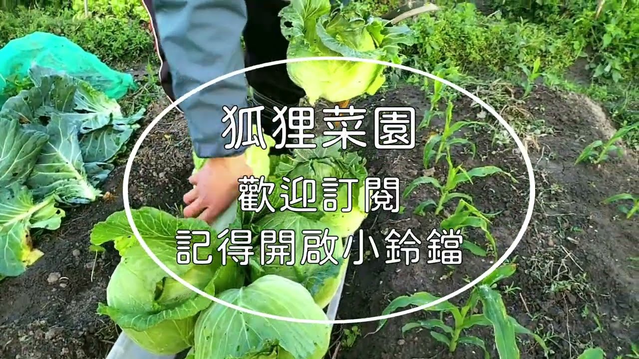 [狐狸菜園] 高麗菜 包心白菜種植實錄 Cabbage growing and harvesting