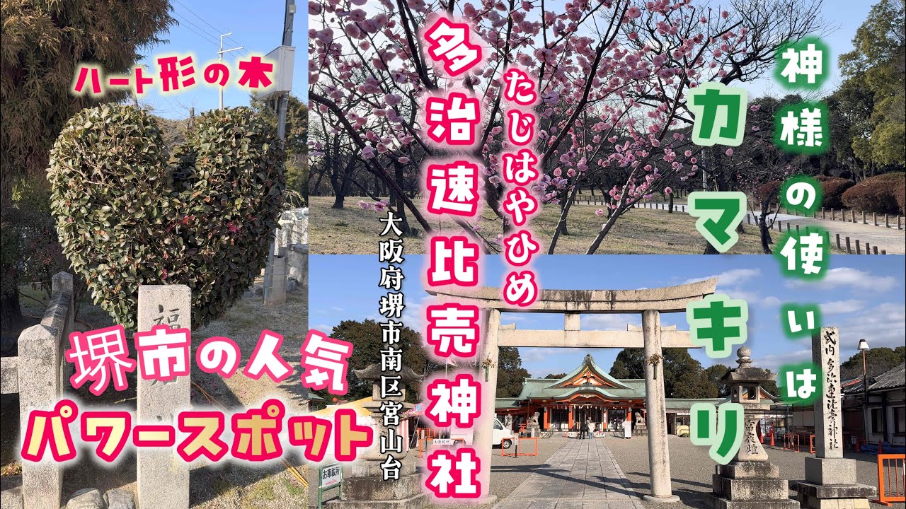 堺市の人気パワースポット神様の使いは〝カマキリ〟「多治速比売神社⛩️」大阪府堺市南区宮山台　ハート形の木　#福石神 #縁結び #夫婦円満