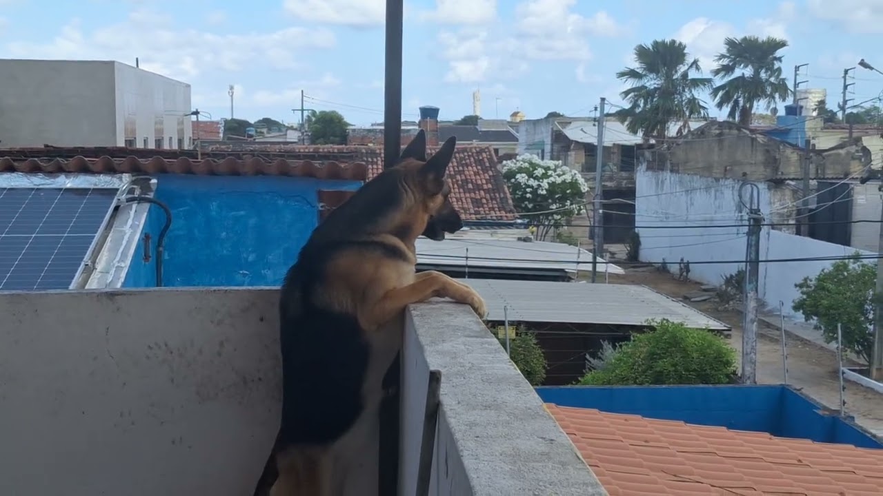 Maya se Pudesse Pulava e pegava o entregador. E cão de Guarda.