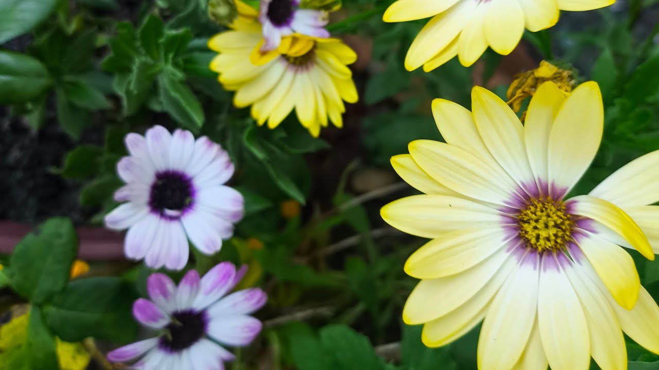Dicas de cultivo, replante e um jardim sempre florido!!🌷🌼🌺🌸🤌