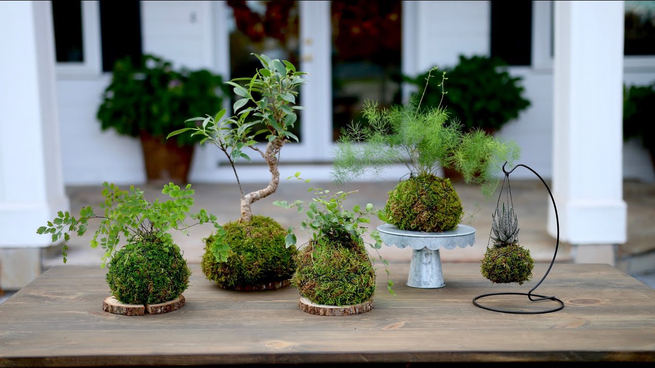 Cómo hacer un Kokedama 🌿