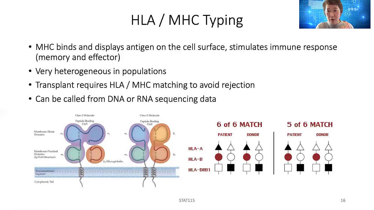STAT115 Глава 26.2 Презентация HLA и неоантигенов