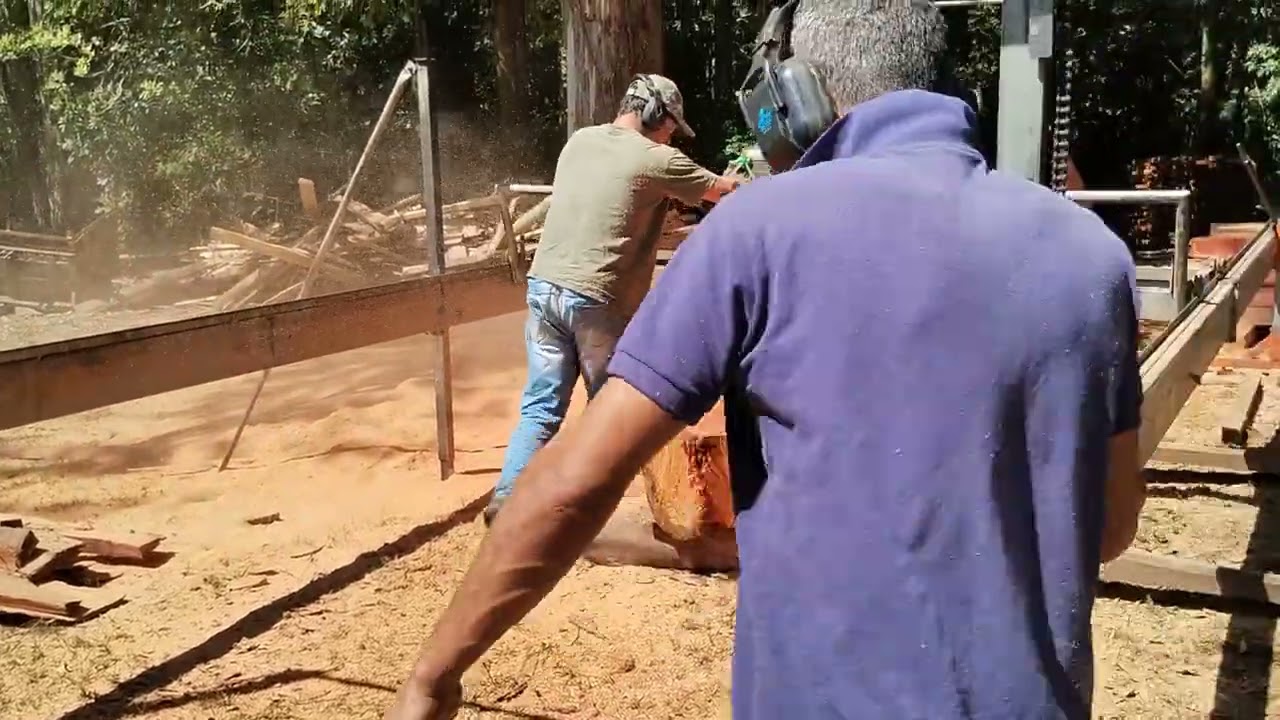 serrando mour&otilde;es de eucalipto vermelho