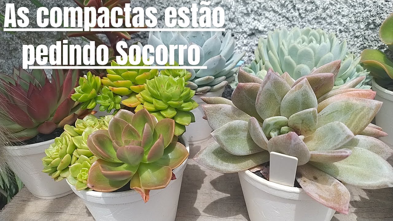 Pouco sol ☀️ e muita chuva 🌧️, veja o resultado nas minhas compactas. Parte 1