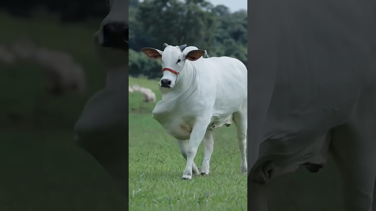 Beautiful Ongole breed cow in #brazil 🙏