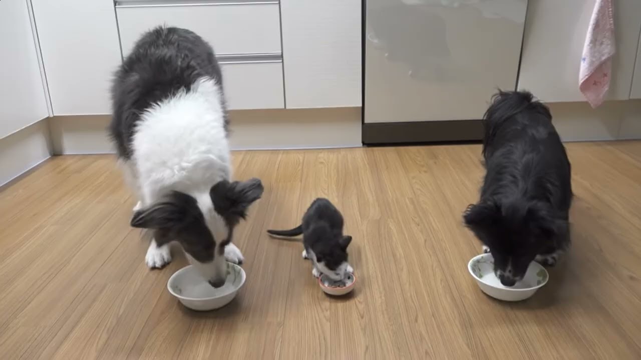 Border Collie and Kitten - Mini