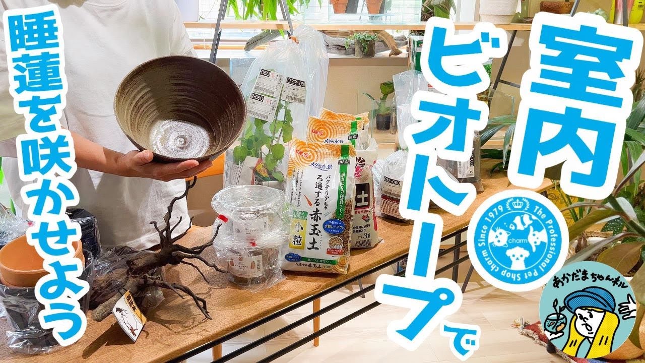 室内ビオトープで睡蓮の花を咲かせよう（チャーム×あかだまちゃんコラボ企画！ワークショップを一緒にやろう）