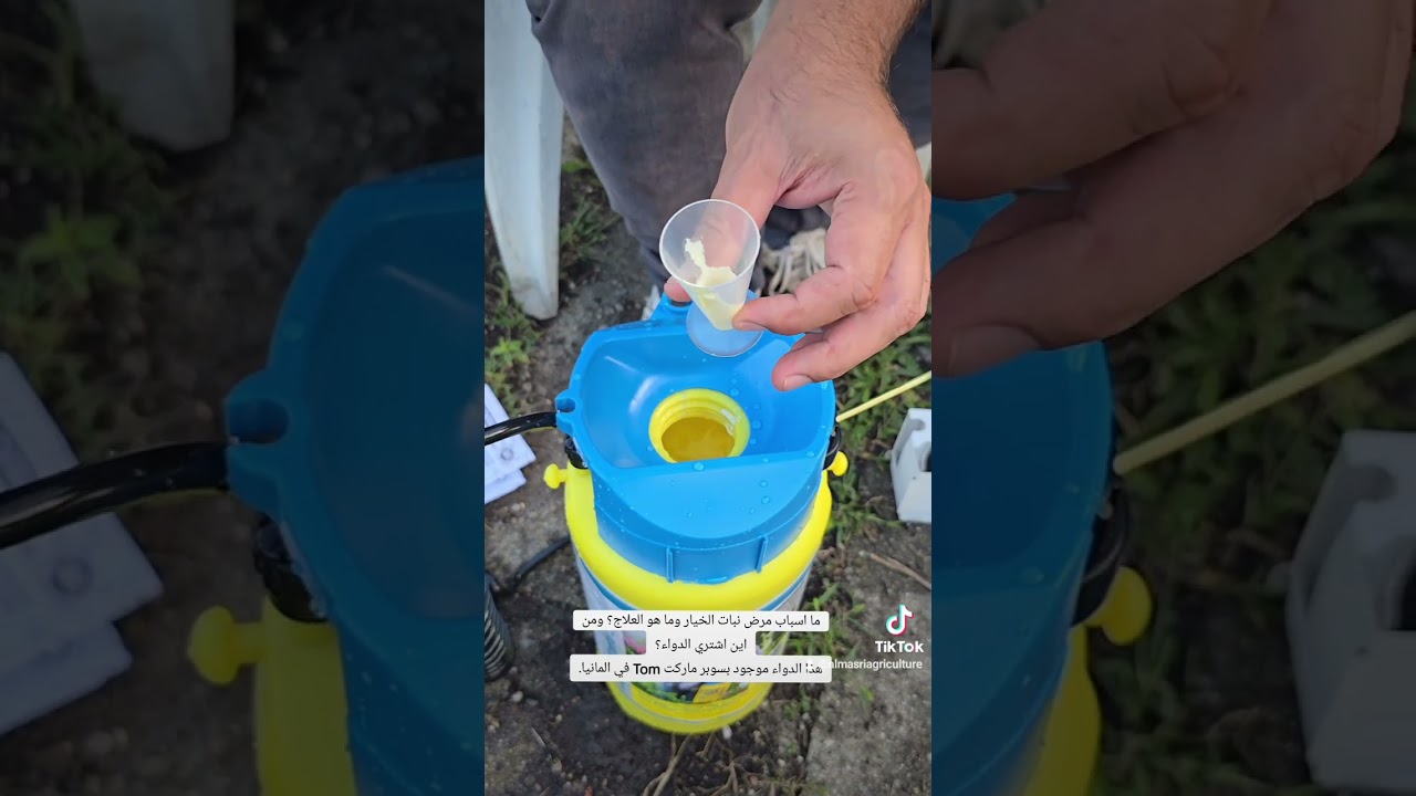 ما اسباب مرض نبات الخيار وما هو العلاج؟ ألمانيا