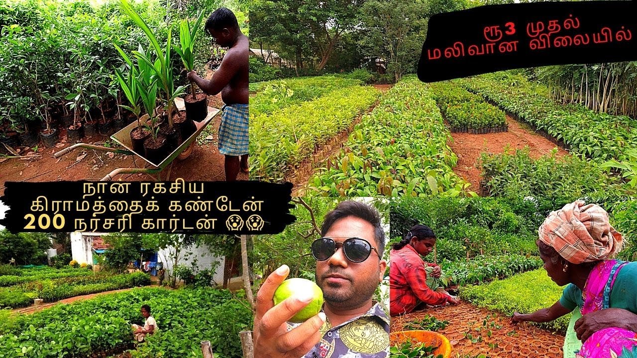 Nursery Garden | Cheap & best place to buy plants | Variety of Indoor Plants & Pots | EP 87