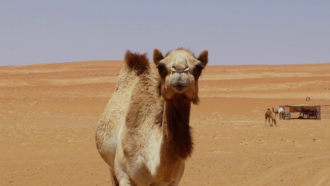 Oman. Water in the Desert