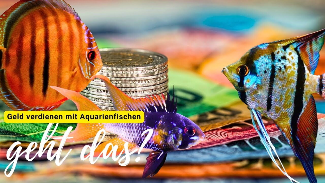 FISCHE z&uuml;chten und damit GELD verdienen