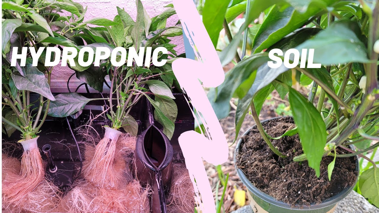 How to Transplant from Hydroponic to Soil Garden