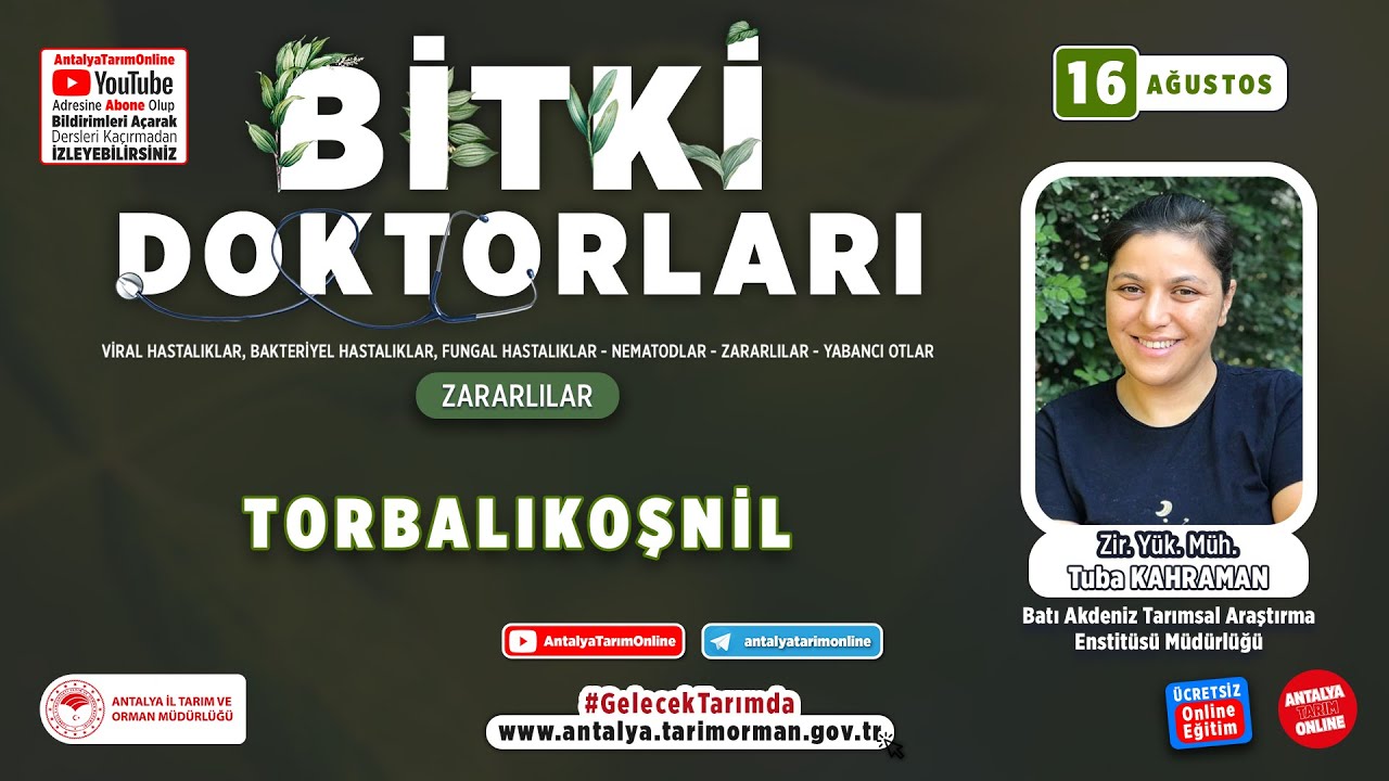 Bitki Doktorları 55 - Torbalı Koşnil ( Icerya purchasi ) ve Mücadelesi