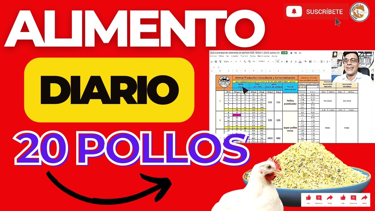 🤩CANTIDAD DE ALIMENTO DIARIO PARA 20 POLLOS DE ENGORDE 🏆 TABLA DE CONSUMO DE ALIMENTO DE POLLOS✨