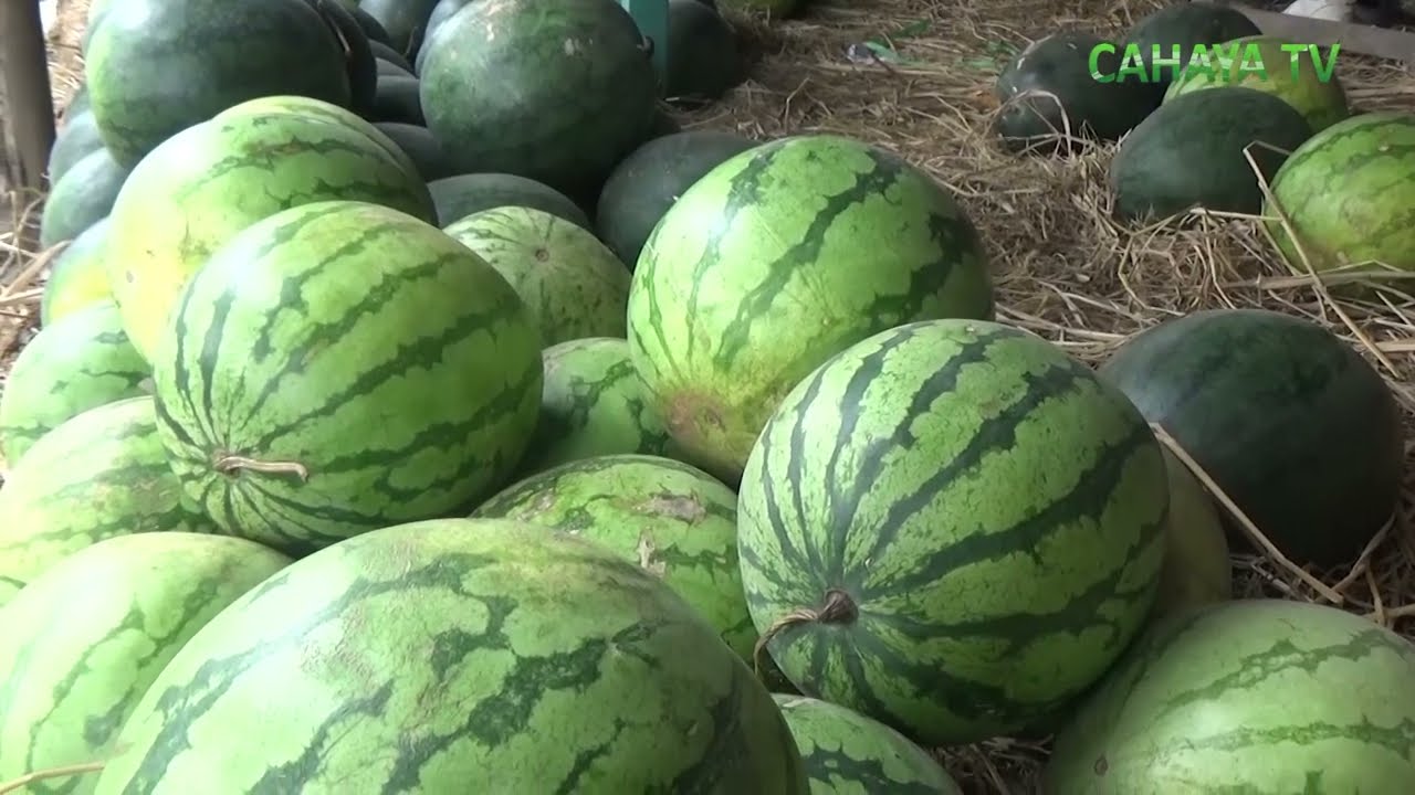 Penjual Semangka Di Pati Kebanjiran Permintaan Di Bulan  Ramadhan