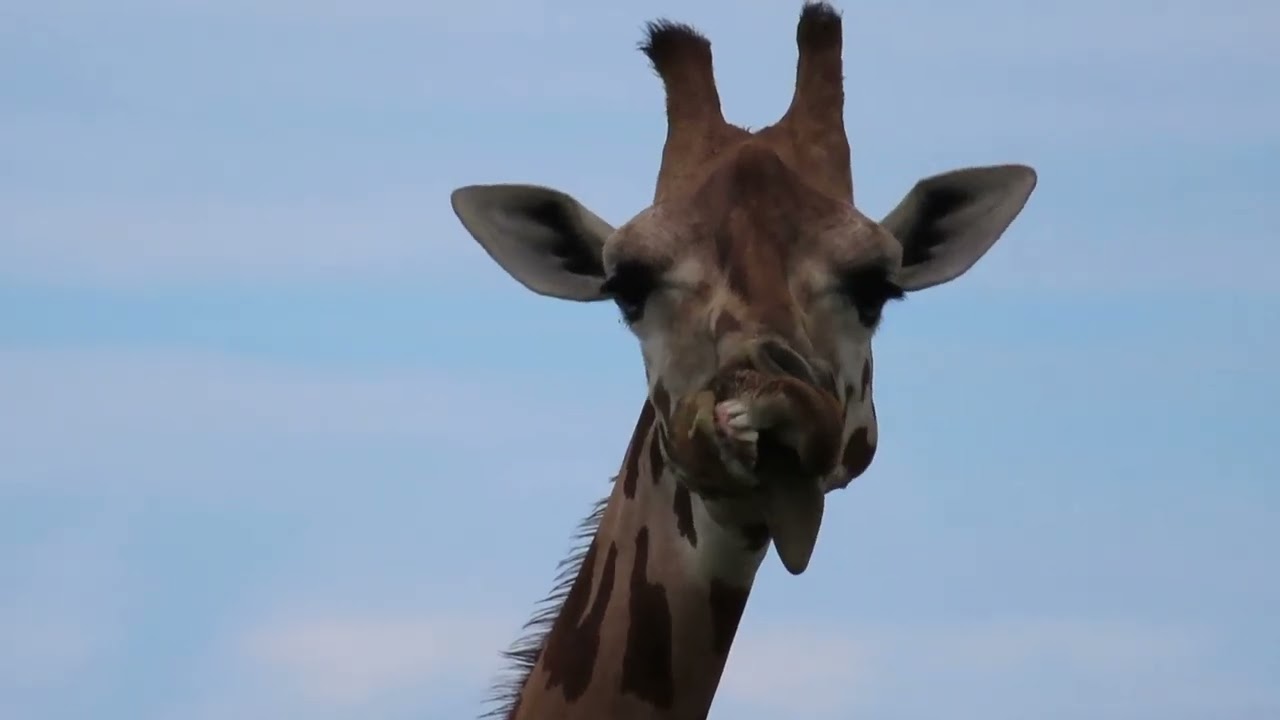 Giraffe with a congenital jaw deformity