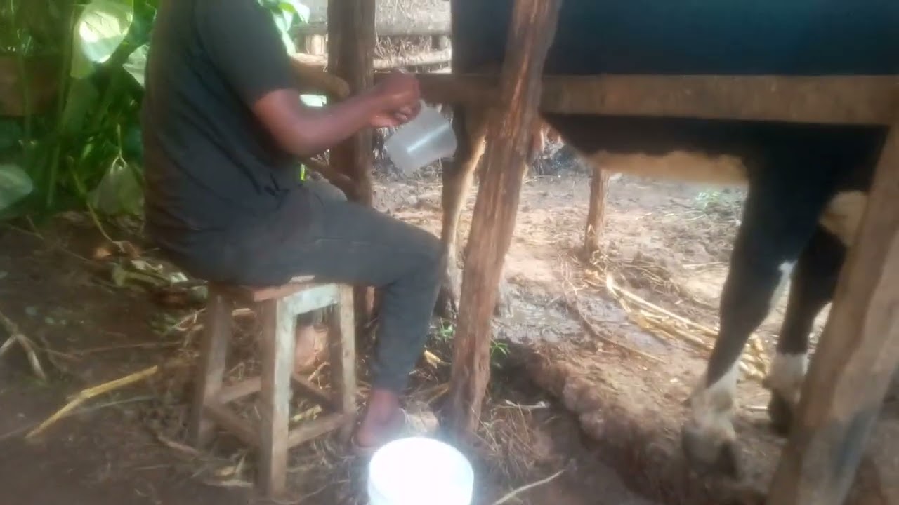 Milking a cow for the first time🐄in ushago