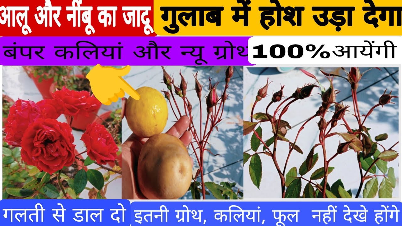 गुलाब में इन चीजों से बंपर कालिया, फूल नई नई ग्रोथ हो गई,/रिजल्ट देख हैरान हो जाओगे/ fertilizer