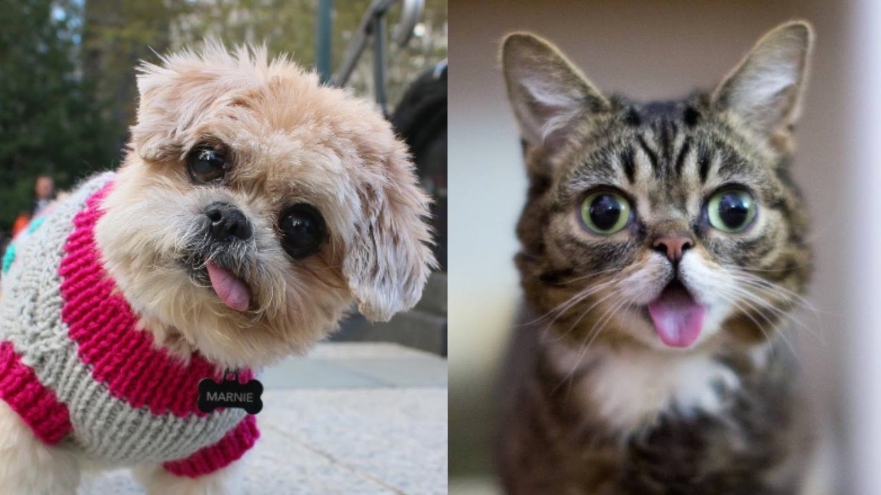 Top 10 Famous Social Media Animals