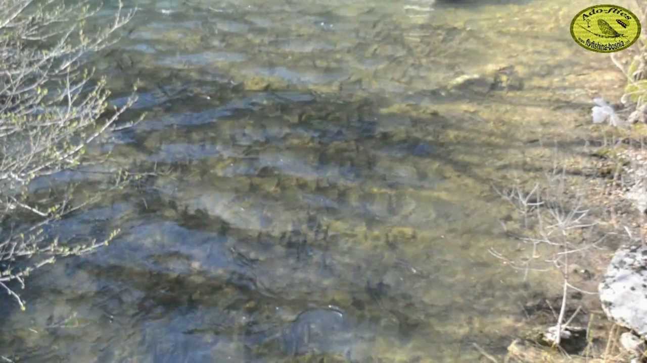 Mrijest &Scaron;kobalja