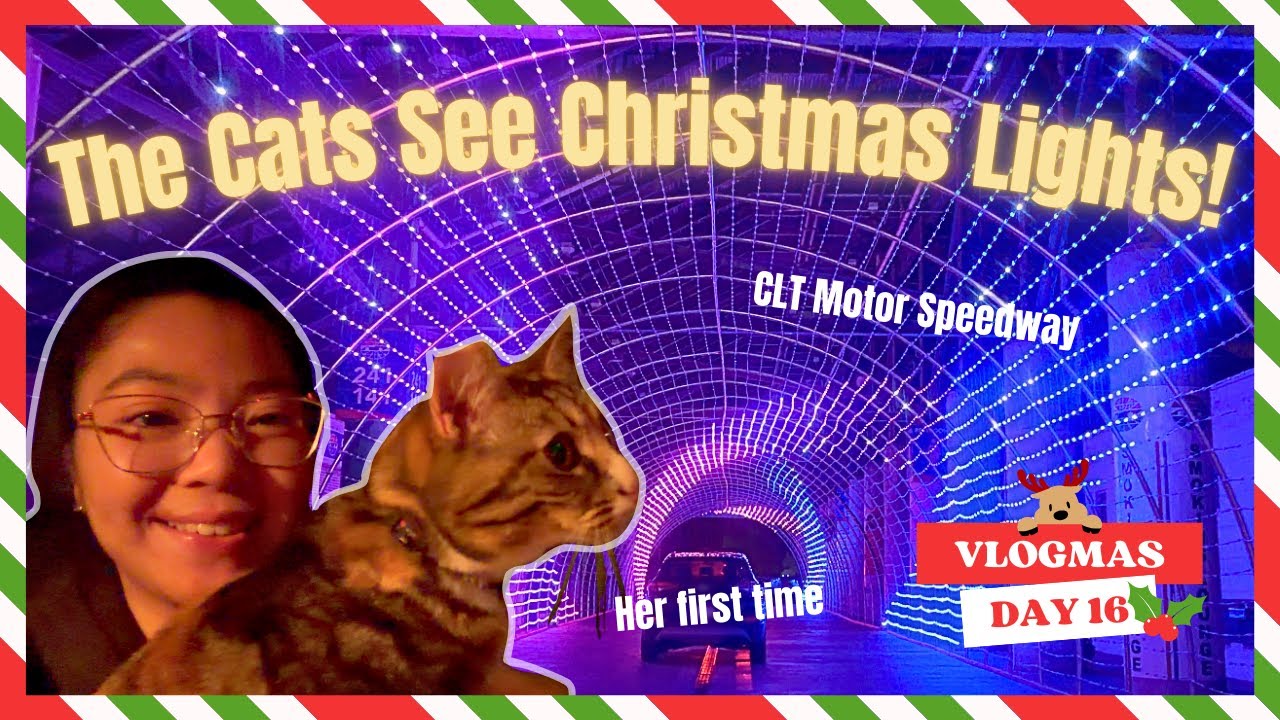 Мы сводили наших кошек на рождественское световое шоу! 🎄🐱 | VLOGMAS День 16 | Их реакция была про...
