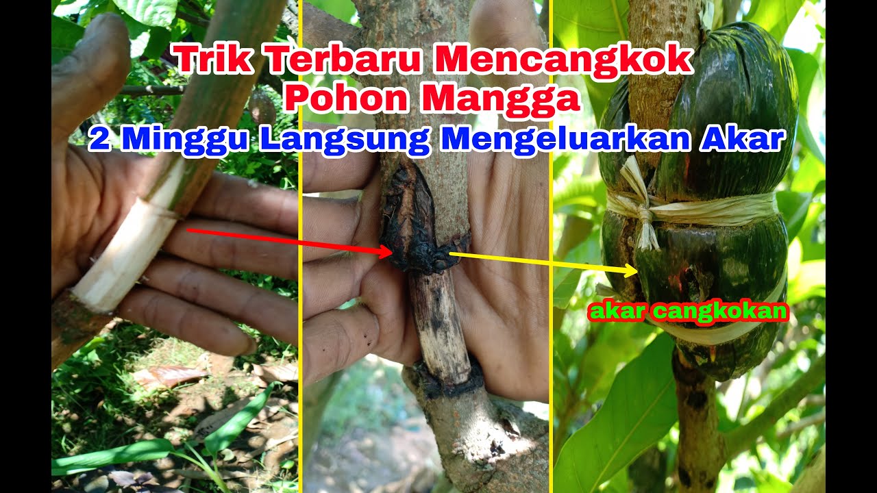 Trik Terbaru Cara Mencangkok Pohon Mangga Agar Lebih Cepat Mengeluarkan Akar dan Berakar Lebat
