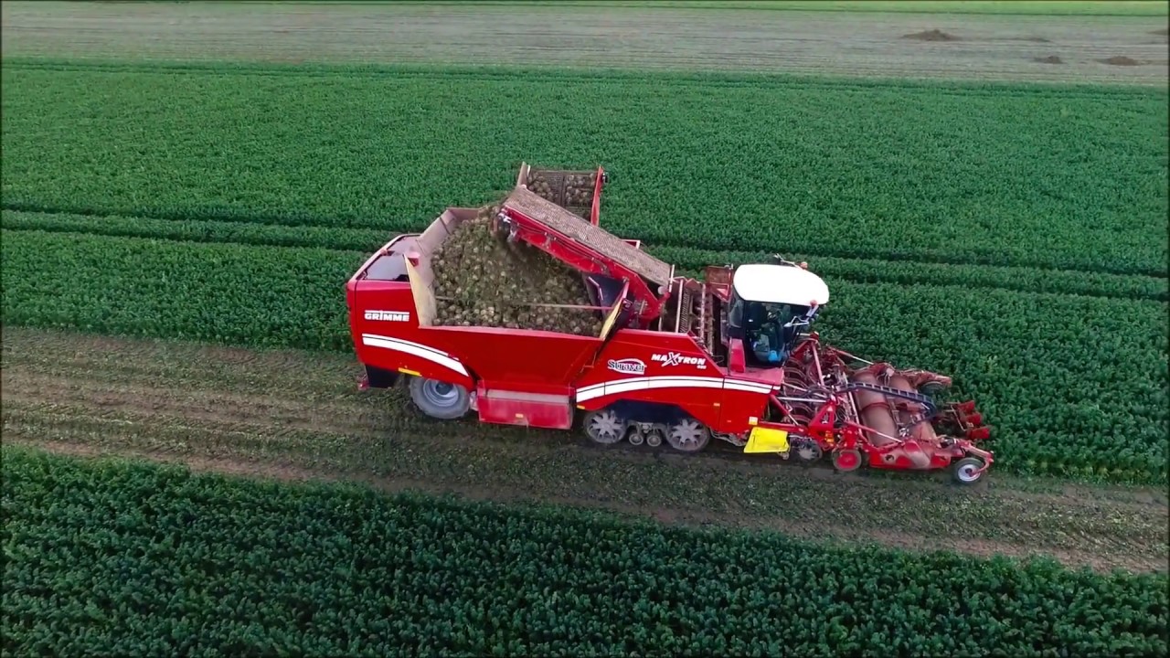 Knolselderij rooien / Celeriac harvest / Knollensellerie ernte / Grimme / Drone Landbouw