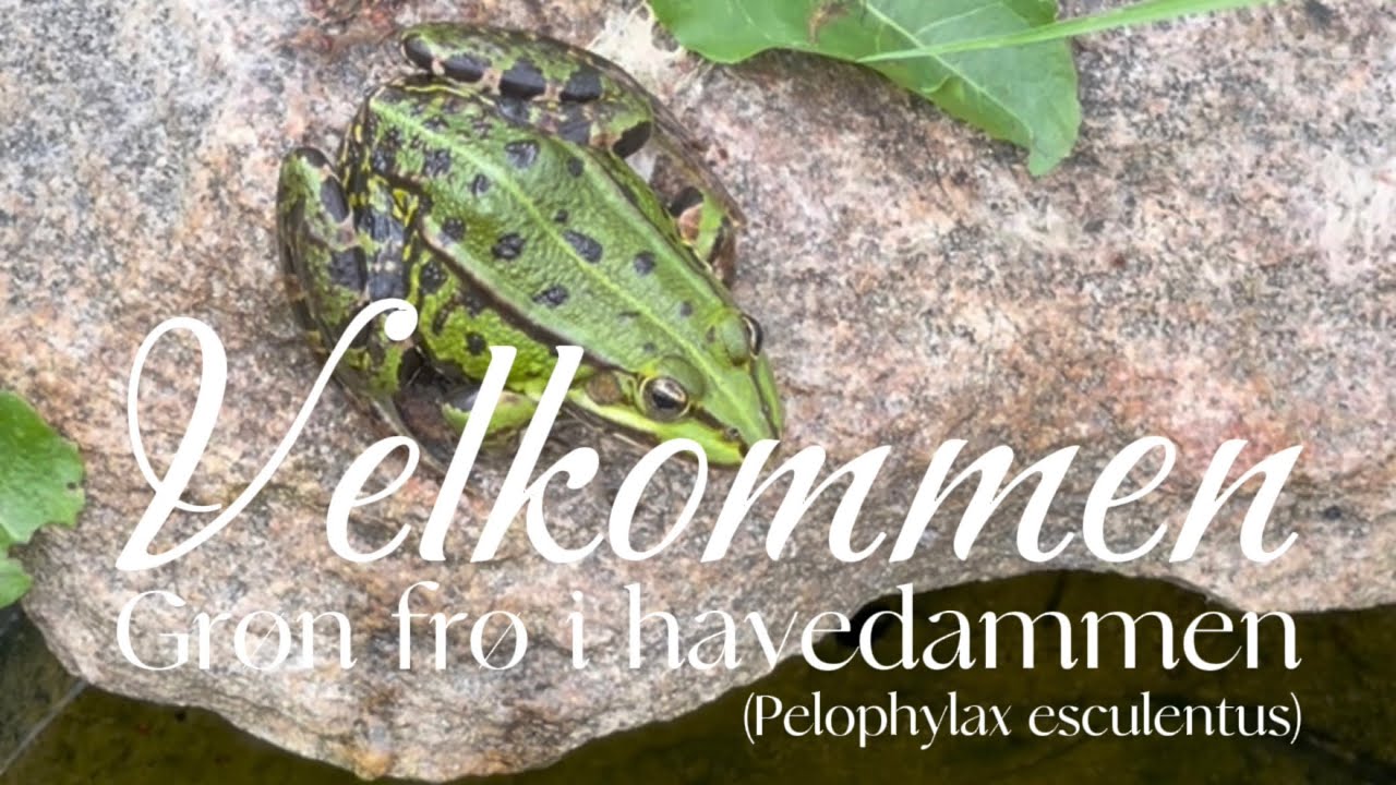 Gr&oslash;n fr&oslash; (Pelophylax esculentus) er flyttet ind 🤩
