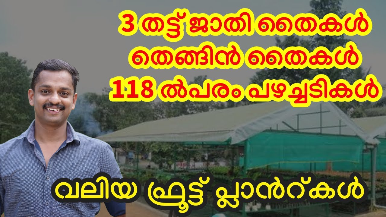deez agro farm idukki #best nuresry in idukki #fruirt plant nursery #mangostin nursery #cocanut #kl6