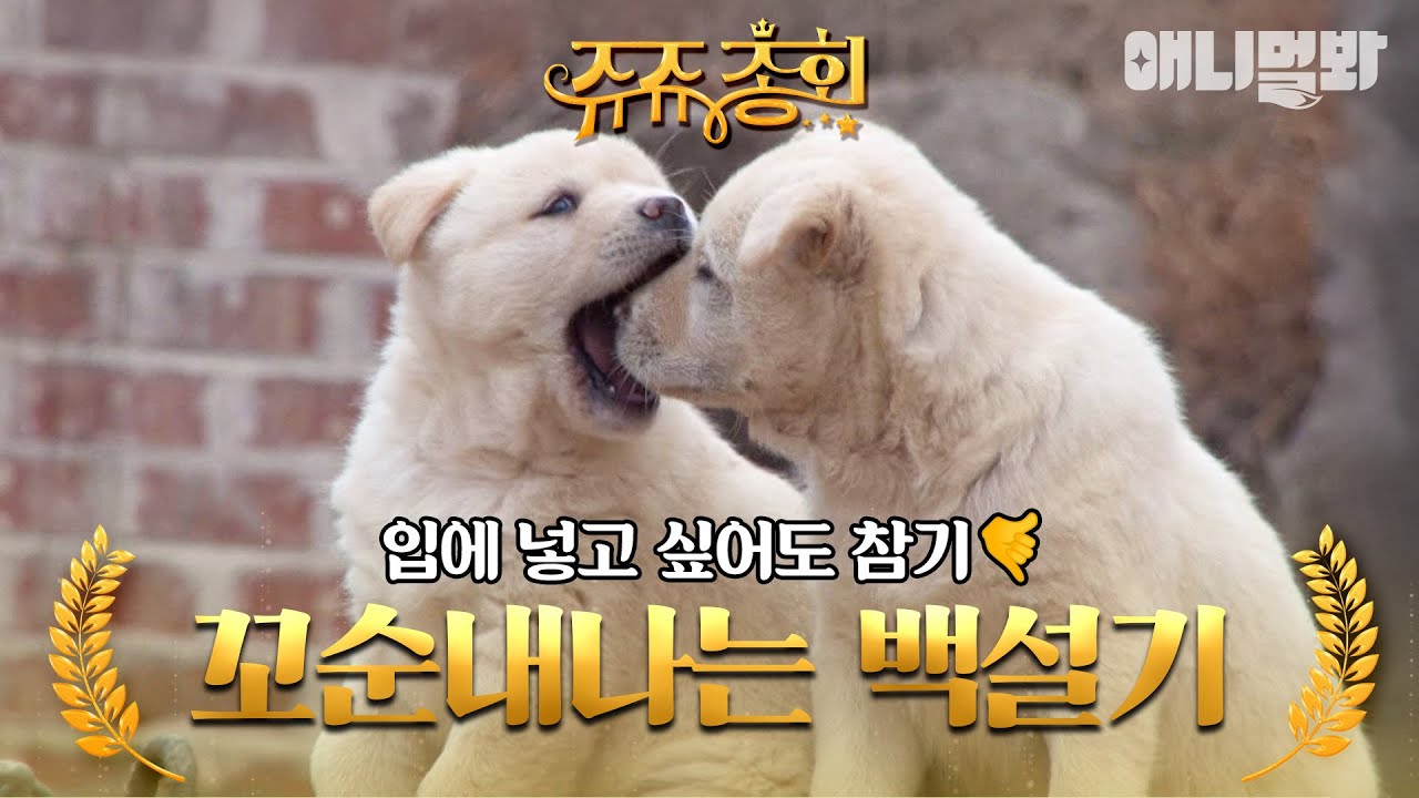 [#쥬쥬총회] 화면 밖으로 꼬순내 폴폴 풍기는 백설기 한 마리, 아니 여러 마리 보고 가세요😍 #TV동물농장 #AnimalFarm #애니멀봐
