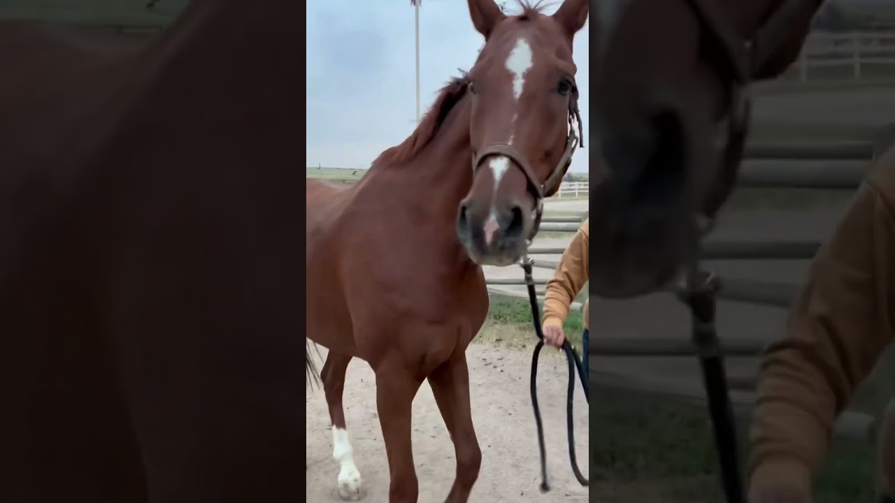 Buying Myself a Horse