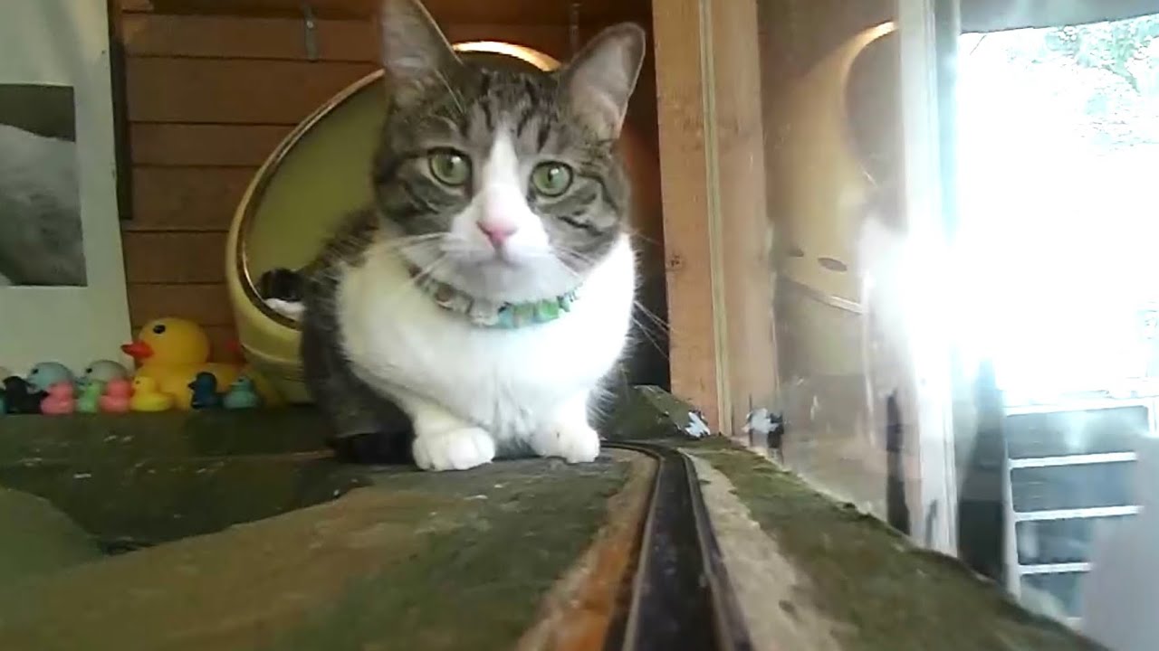 From Stray to Safe: Rescue Cats Playing on a Mini Train Diorama in Osaka