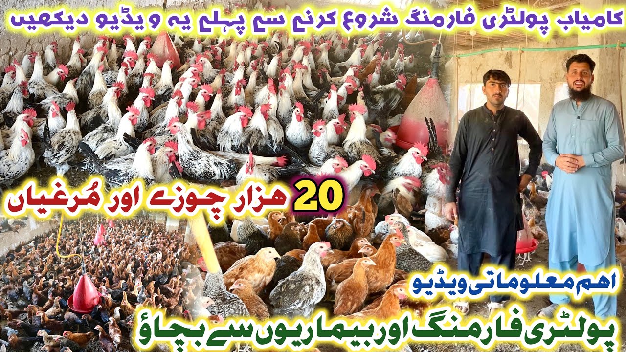 Golden Misri Poultry Farm & Breeding Setup Peshawar | Australorp, RIR, & Fayoumi Hens | Izhar Ali