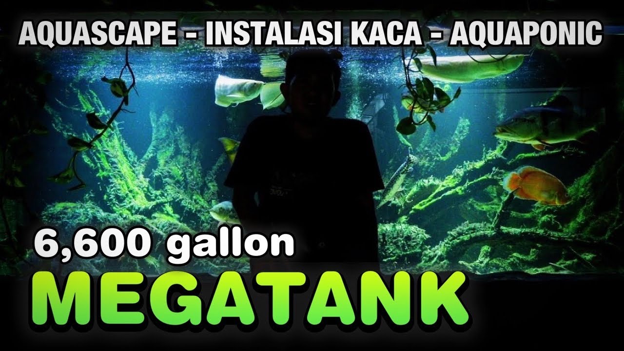 AQUASCAPE DI MEGATANK IKAN HIAS PREDATOR , INSTALASI KACA & KONSTRUKSI