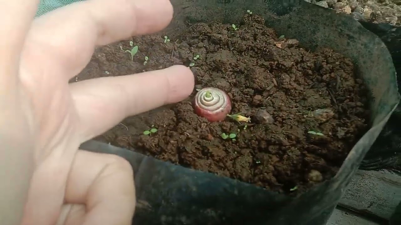 Petik tomat di rumah benih ,bibit terong dan cabai rawit 🌱🍅🌶️#berkebundirumah #tomat#cabai#terong