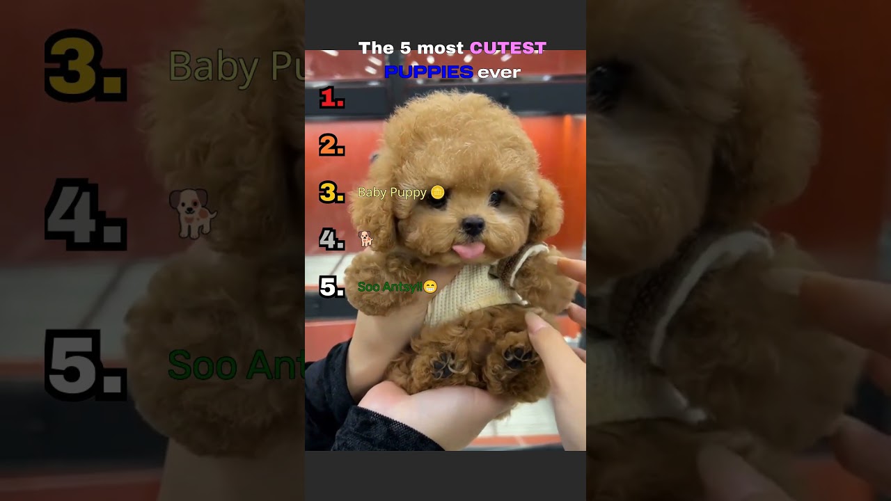 TOP 5 CUTEST DOGS