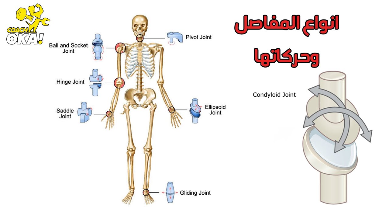 انواع المفاصل وحركاتها