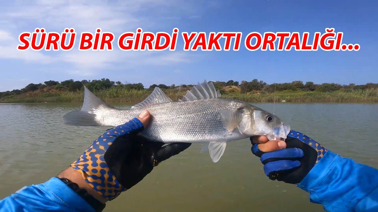 İNANILMAZ BİR SÜRÜ GİRDİ VE 30 DK'DA LEVREK AVI  HER ATIŞ BALIK