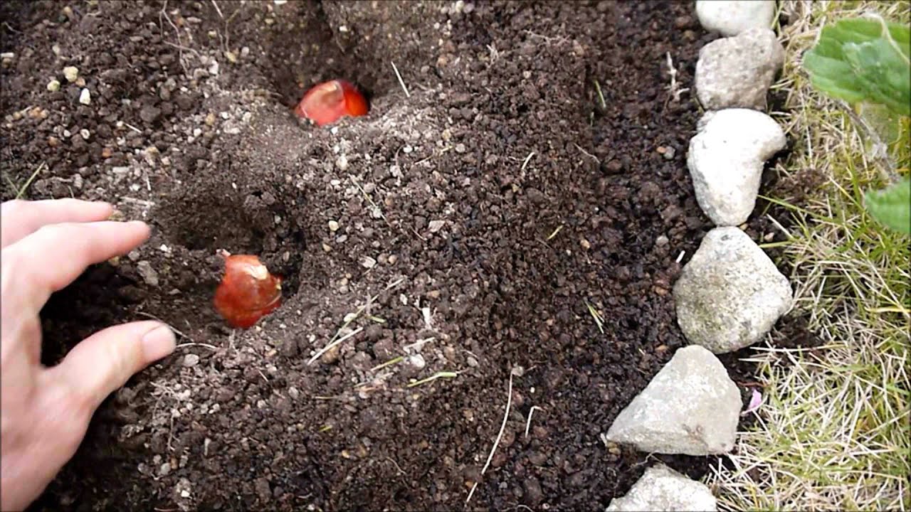 今年も庭の花壇にチューリップの球根を植えました（2021年）