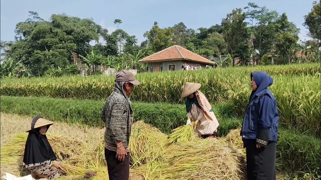 Semangat para petani panen padi... Mulus rahayu #pertanian #penyuluhpertanian #swasembadapangan 