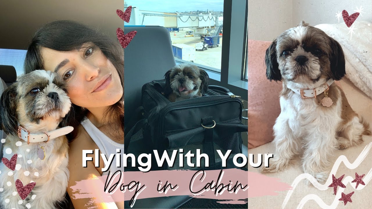 Everything You Need to Know About Flying With Your Dog in Cabin 2021