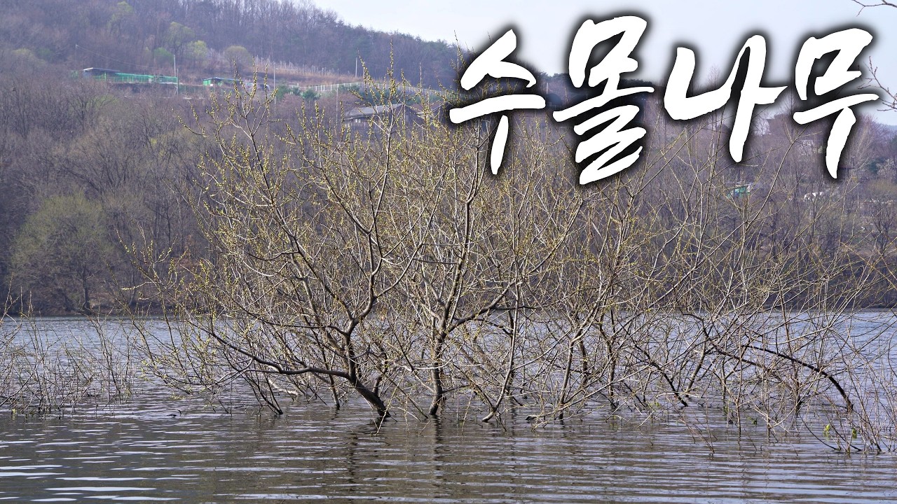 심장이 쿵쾅쿵쾅 수몰나무 아래 기가 막힌 봄 붕어들